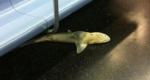 美 지하철 상어 발견,'몸길이 1.2m 상어?'