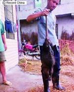 중국에서 몸길이 1미터의 대형쥐 발견