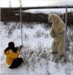 1m 앞 거대 북극곰, '철조망이 없는 상황이었더라면?'충격