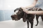 강아지 건강 목욕법, 잦은 목욕 피부병 유발한다