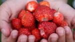 여성들의 피부·건강 지켜주는 제철 과일 딸기 효능