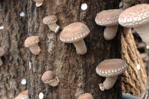 제주 청정자연에서 고품질 국산 표고버섯 육성